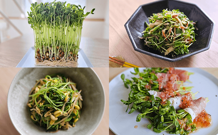 栄養価高くお財布にも優しいコスパ野菜！火を通しすぎない方がおいしい「豆苗」レシピ