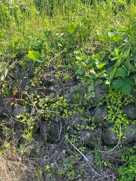 雑草に覆われる「岩崎開き」の石垣の跡