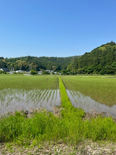 豊かな田園風景